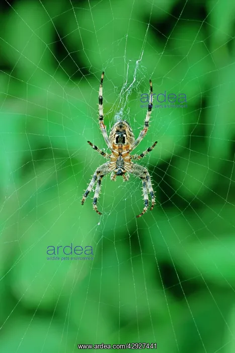 : Garden Cross / Garden Orb-web / Cross SPIDER - in web : Garden Cross / Garden Orb-web / Cross SPIDER - in web