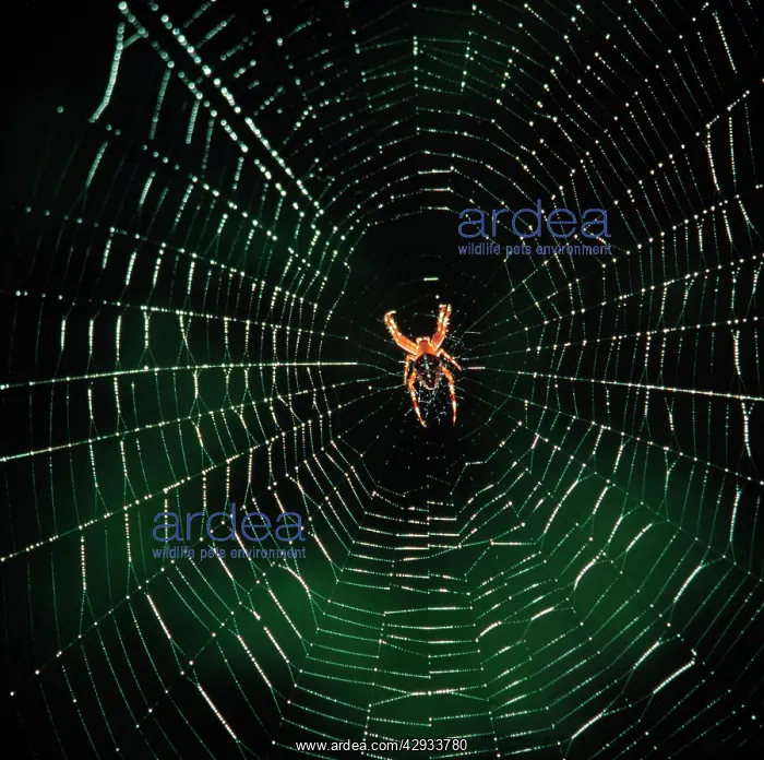  : Garden Cross  /  Garden Orb-web  /  Cross SPIDER - in web