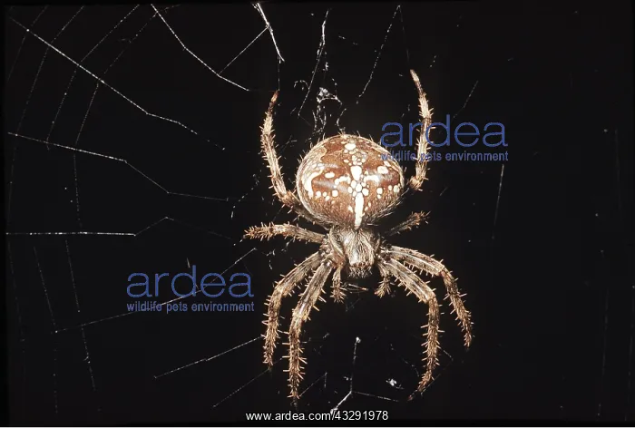 : Garden Cross / Garden Orb-web / Cross SPIDER - on web : Garden Cross / Garden Orb-web / Cross SPIDER - on web