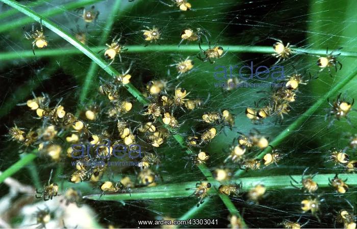 : Garden Cross / Garden Orb-web / Cross SPIDER - young : Garden Cross / Garden Orb-web / Cross SPIDER - young