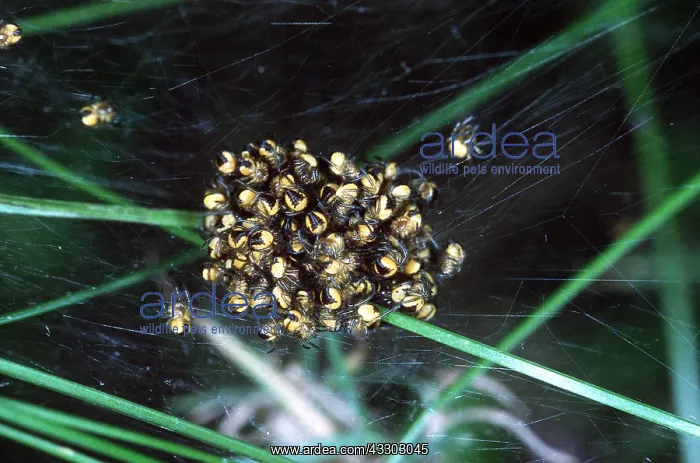 : Garden Cross / Garden Orb-web / Cross SPIDER - young : Garden Cross / Garden Orb-web / Cross SPIDER - young