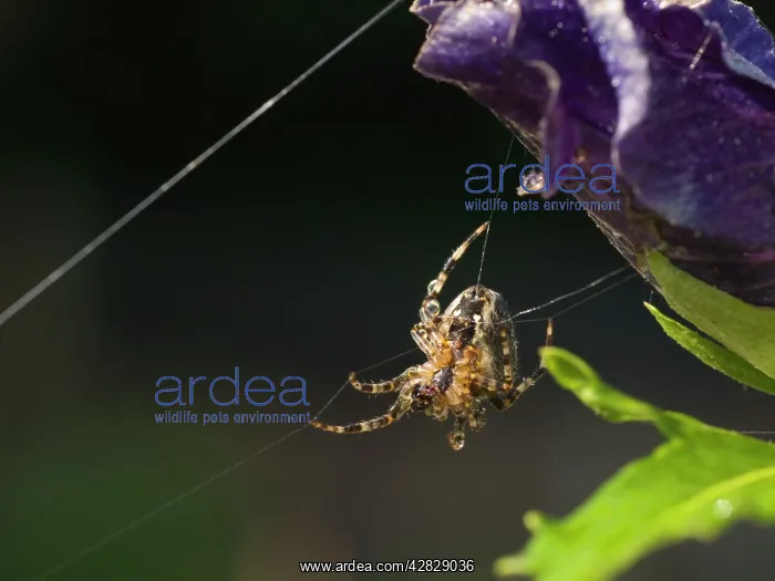 : Garden Cross Spider : Garden Cross Spider