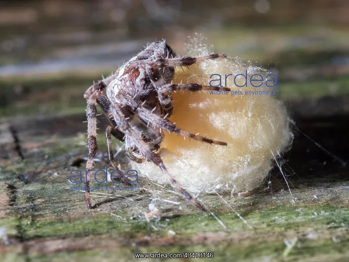 : Garden Cross Spider - female guarding egg sac - UK : Garden Cross Spider - female guarding egg sac - UK