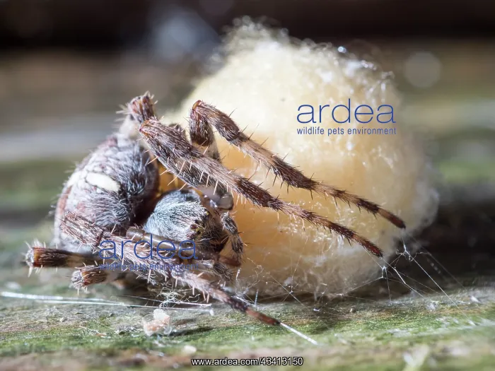 : Garden Cross Spider - female guarding egg sac - UK : Garden Cross Spider - female guarding egg sac - UK