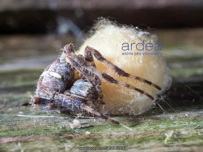 : Garden Cross Spider - female guarding egg sac - UK : Garden Cross Spider - female guarding egg sac - UK
