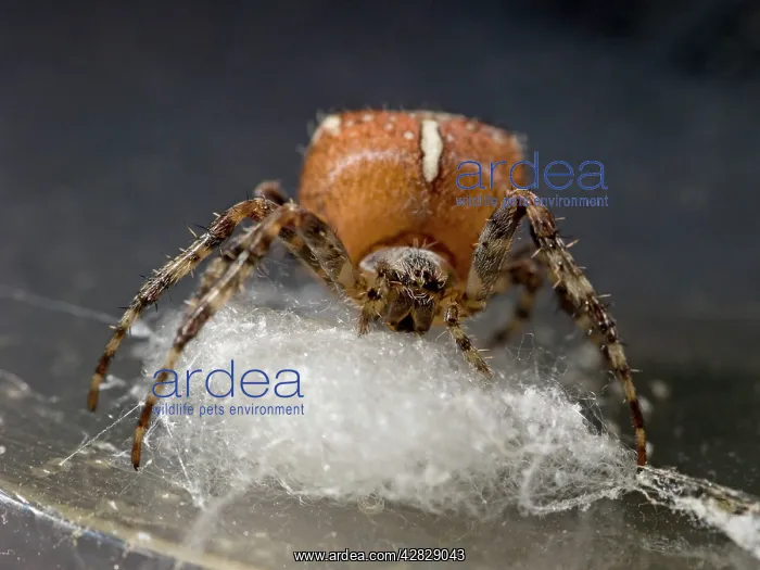 : Garden Cross Spider - female preparing support for egg sac : Garden Cross Spider - female preparing support for egg sac