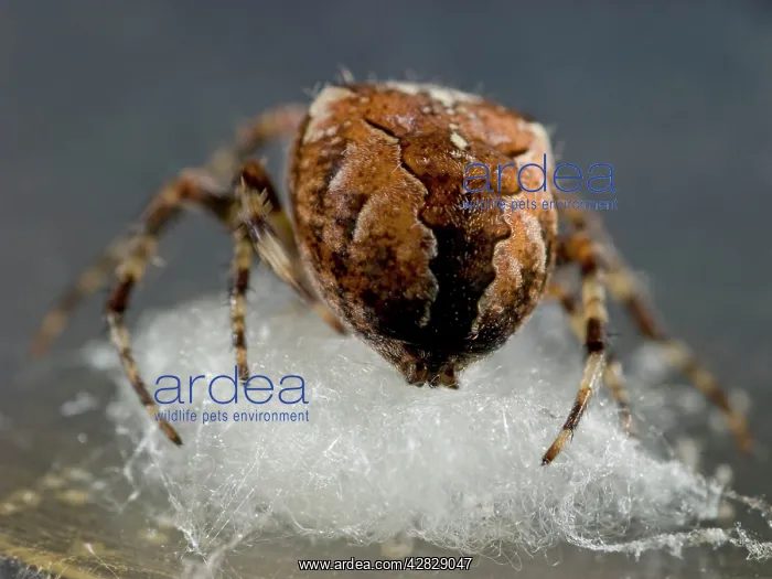 : Garden Cross Spider - female preparing support for egg sac : Garden Cross Spider - female preparing support for egg sac