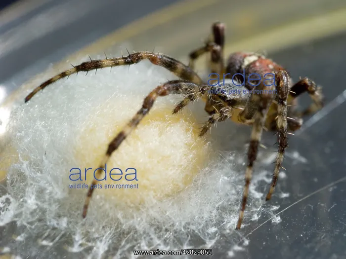 : Garden Cross Spider - female protecting egg sac : Garden Cross Spider - female protecting egg sac