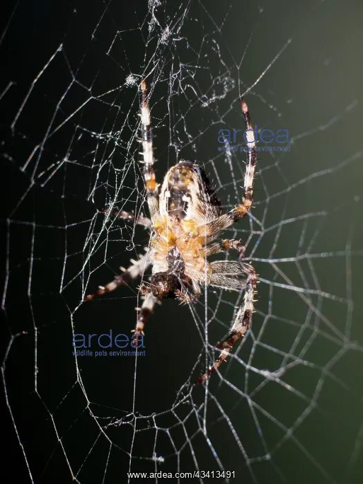: Garden Cross Spider - on web - UK : Garden Cross Spider - on web - UK