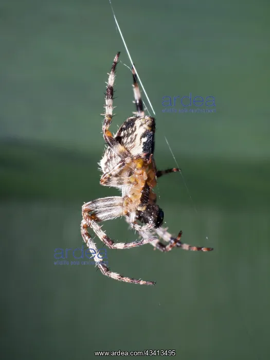 : Garden Cross Spider - on web - UK : Garden Cross Spider - on web - UK