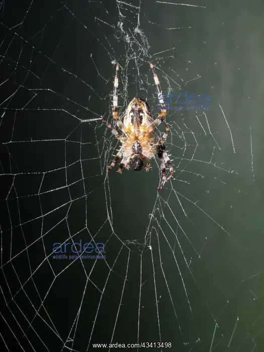 : Garden Cross Spider - on web - UK : Garden Cross Spider - on web - UK