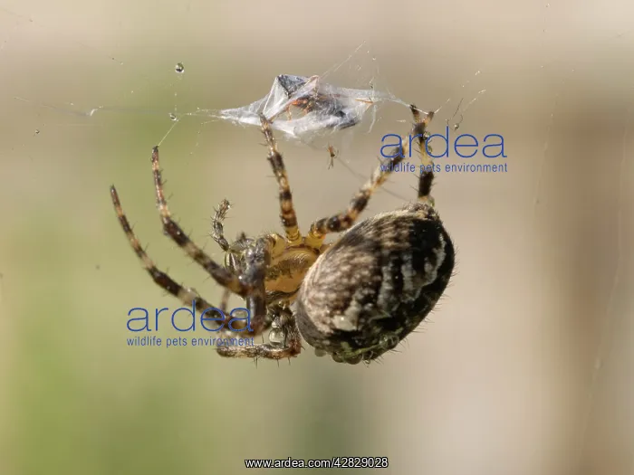 : Garden Cross Spider - on web wrapping prey : Garden Cross Spider - on web wrapping prey