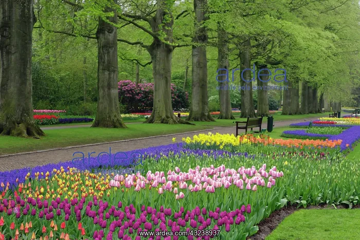 : Garden of daffodils, tulips, and hyacinth : Garden of daffodils, tulips, and hyacinth
