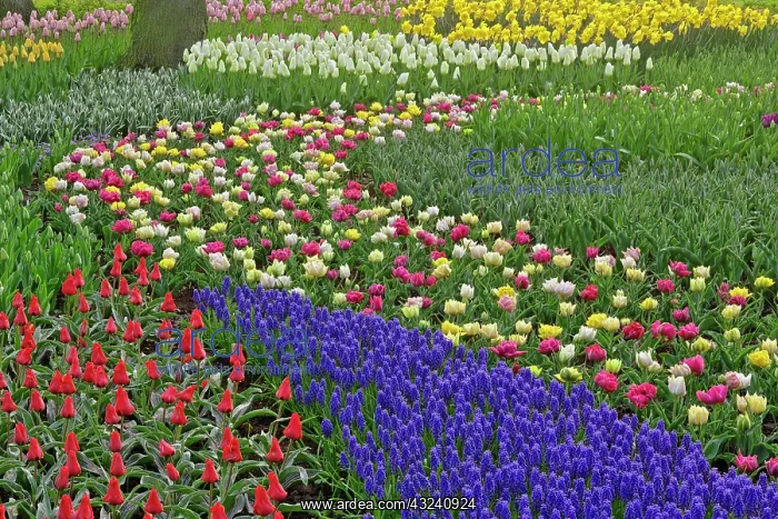 : Garden design of Grape Hyacinth, and tulips : Garden design of Grape Hyacinth, and tulips