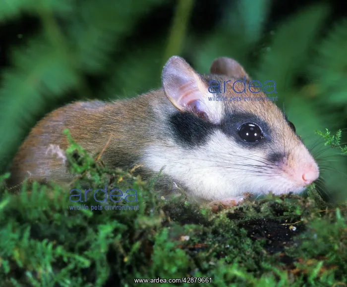 : Garden Dormouse : Garden Dormouse