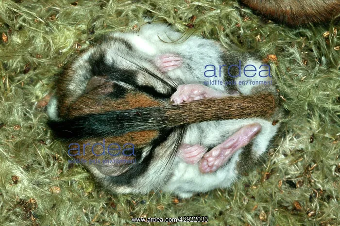 : Garden Dormouse : Garden Dormouse