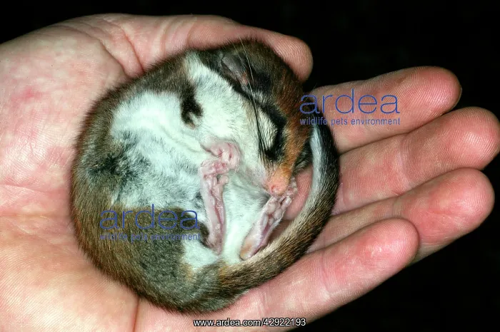 : Garden Dormouse : Garden Dormouse