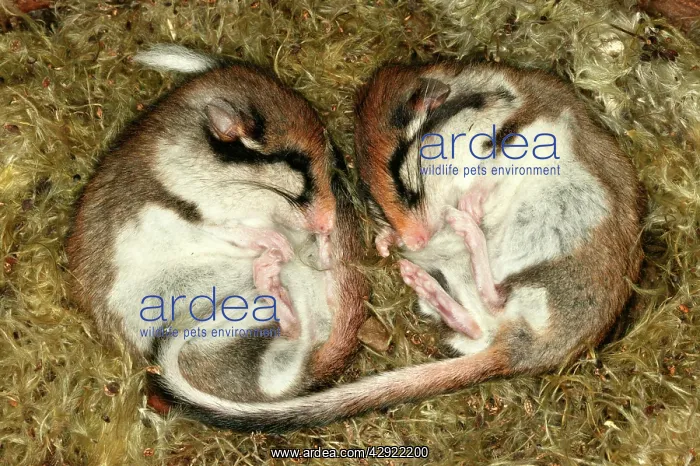 : Garden Dormouse - two : Garden Dormouse - two