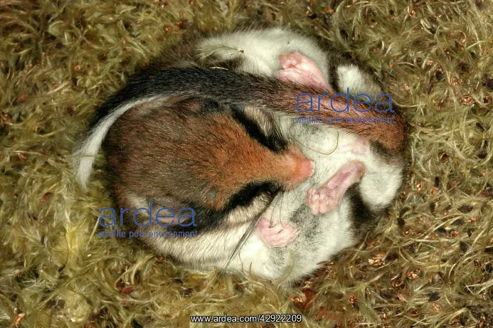 : Garden Dormouse : Garden Dormouse