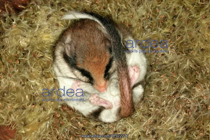 : Garden Dormouse : Garden Dormouse