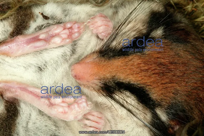: Garden Dormouse : Garden Dormouse