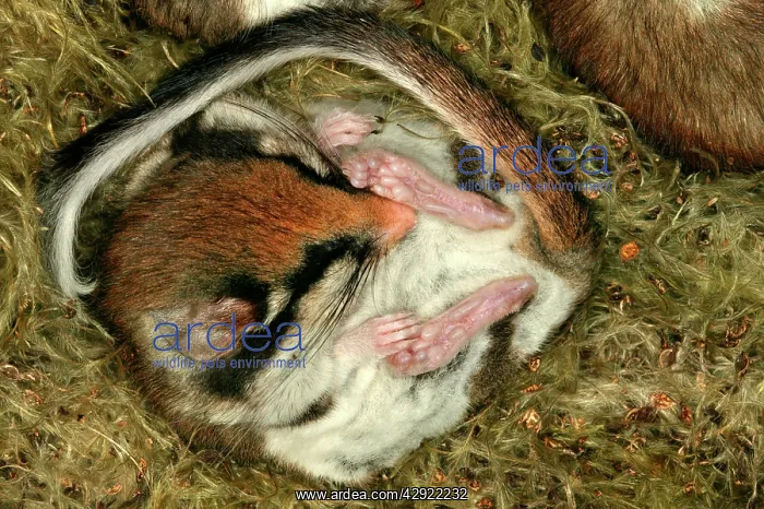  : Garden Dormouse
