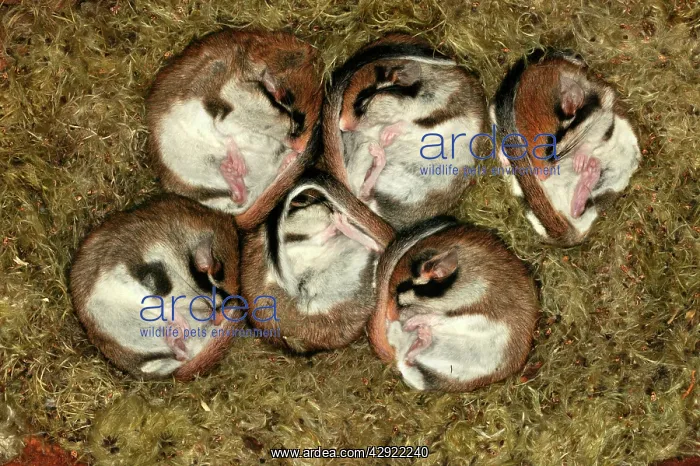 : Garden Dormouse - six : Garden Dormouse - six