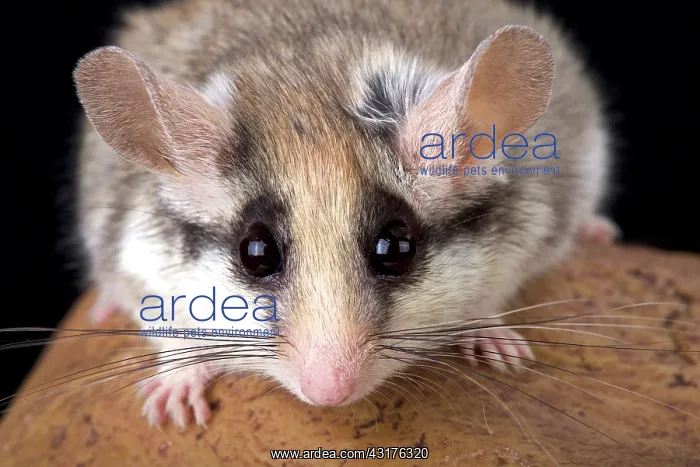 : Garden dormouse (Eliomys melanurus), Egypt : Garden dormouse (Eliomys melanurus), Egypt