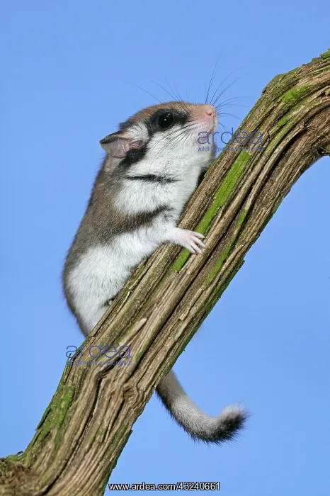  : Garden Dormouse (eliomys quercinus), Adult