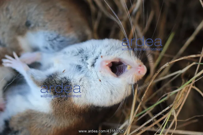: Garden dormouse (Eliomys quercinus) in lethargy : Garden dormouse (Eliomys quercinus) in lethargy