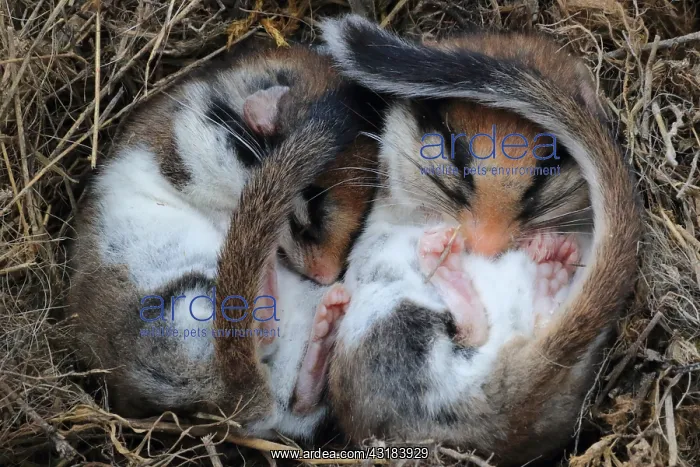 : Garden dormouse (Eliomys quercinus) in lethargy : Garden dormouse (Eliomys quercinus) in lethargy