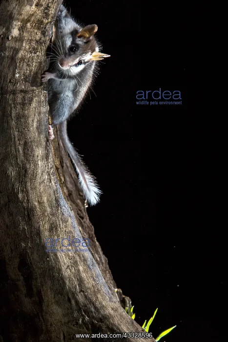 : Garden dormouse (Eliomys quercinus) at night, Colmenar : Garden dormouse (Eliomys quercinus) at night, Colmenar