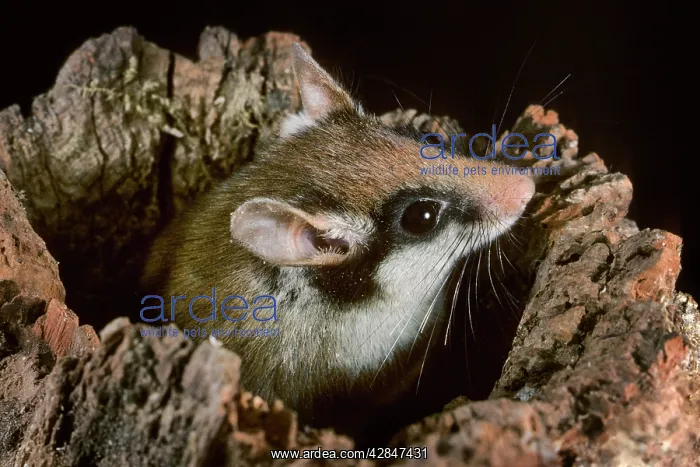 : Garden Dormouse - emerging from hole in log : Garden Dormouse - emerging from hole in log