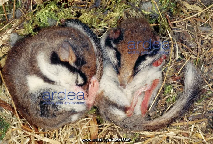 : GARDEN DORMOUSE - two hibernating : GARDEN DORMOUSE - two hibernating
