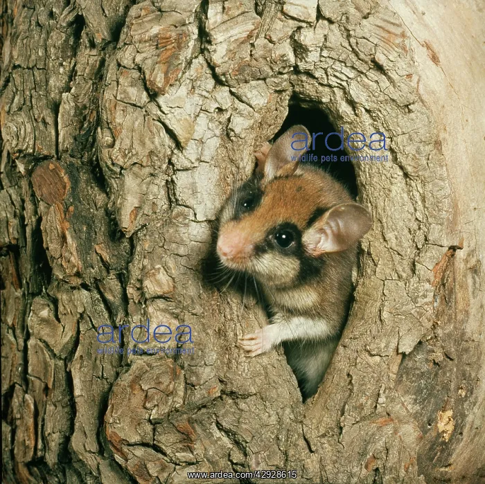 : GARDEN DORMOUSE - looks out of hole : GARDEN DORMOUSE - looks out of hole