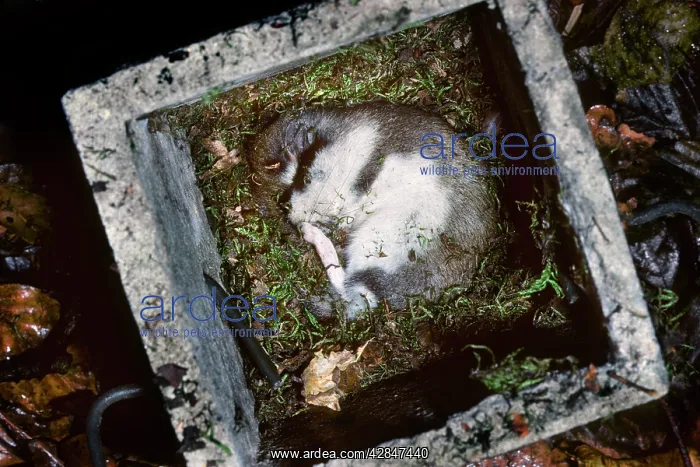: Garden Dormouse - in nest box : Garden Dormouse - in nest box