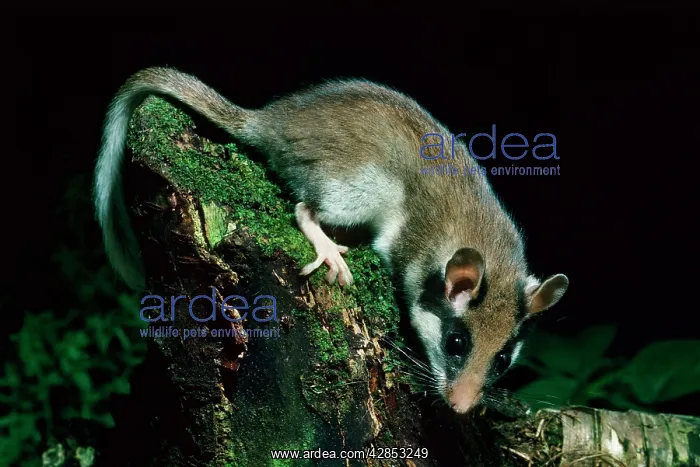 : Garden Dormouse at night in garden : Garden Dormouse at night in garden