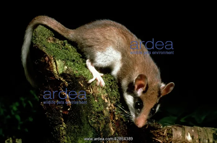 : GARDEN DORMOUSE - At night, on mossy log : GARDEN DORMOUSE - At night, on mossy log