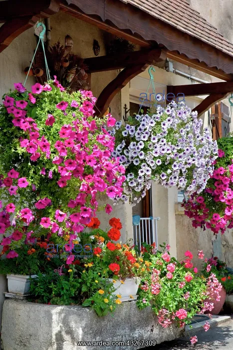 : Garden flowers and flourished house, Alsace, France : Garden flowers and flourished house, Alsace, France