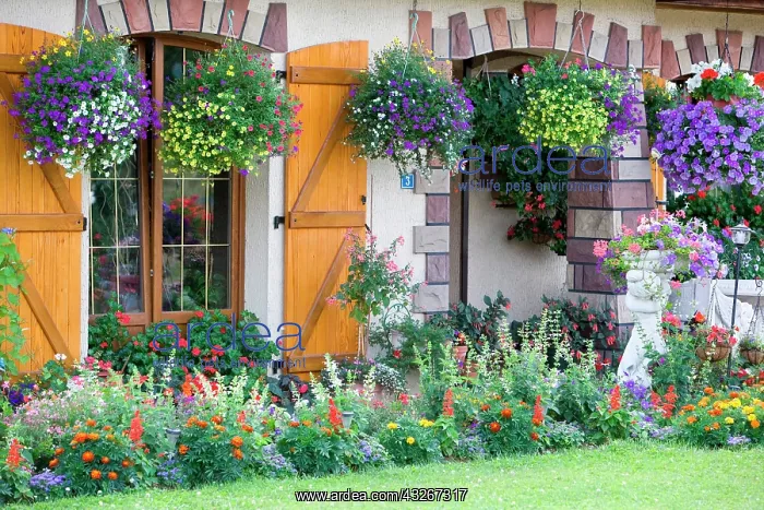 : Garden flowers and flourished house, Alsace, France : Garden flowers and flourished house, Alsace, France
