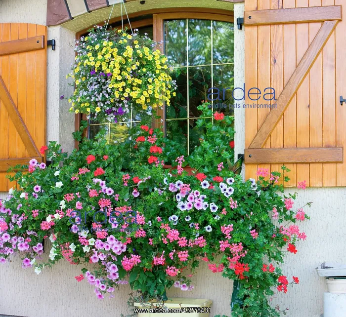 : Garden flowers and flourished house, Alsace, France : Garden flowers and flourished house, Alsace, France