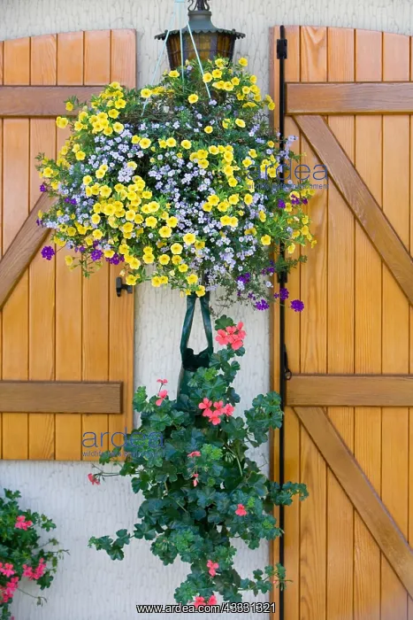 : Garden flowers and flourished house, Alsace, France : Garden flowers and flourished house, Alsace, France