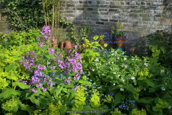 : Garden Flowers - With Honesty : Garden Flowers - With Honesty