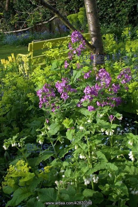 : Garden Flowers - With Honesty : Garden Flowers - With Honesty