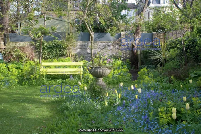 : Garden Flowers including Smyrnium perfoliatum behind bench : Garden Flowers including Smyrnium perfoliatum behind bench