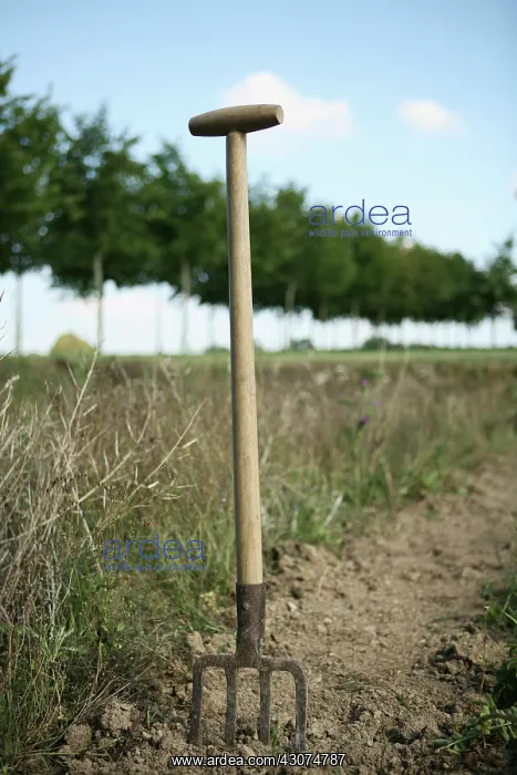 : Garden Fork : Garden Fork