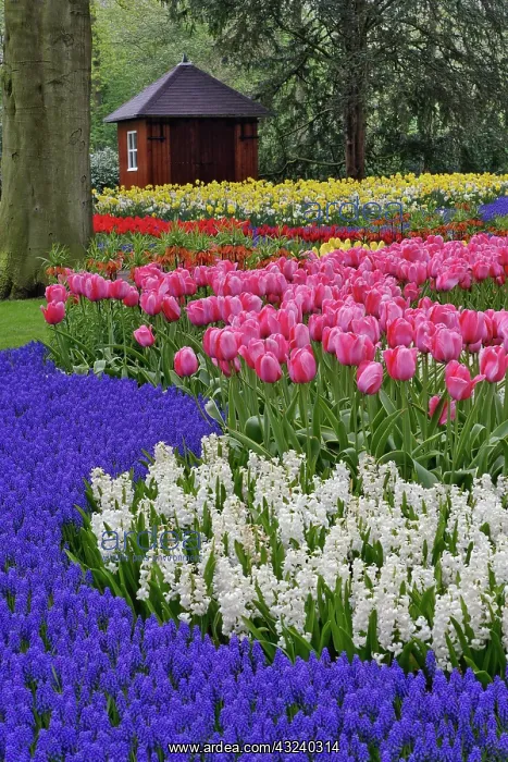 : Garden of grape hyacinth, hyacinth and tulips : Garden of grape hyacinth, hyacinth and tulips