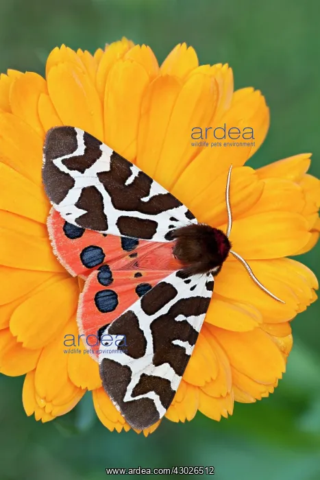 : Garden / Great Tiger Moth : Garden / Great Tiger Moth