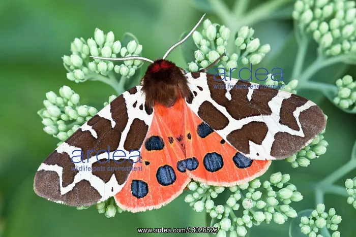 : Garden / Great Tiger Moth : Garden / Great Tiger Moth