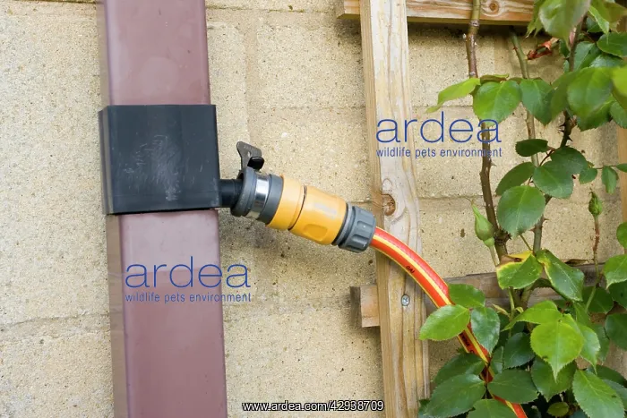: Garden - hosepipe connected to rainwater diverter : Garden - hosepipe connected to rainwater diverter
